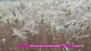 Grano duro, esulta Coldiretti Marche