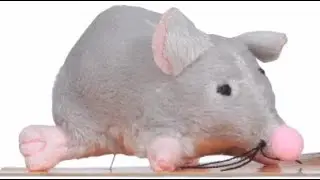 EEEEK! A Mouse! (And Bacon)