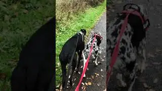 Pet Friends 2020 - North Devon, UK 🇬🇧 - BritishGirlExplores #BGEsquad
