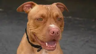 Meet Rex from Second Chance Canine Adoption Shelter: 8-30-20