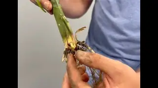 Nodal Root Analysis with Jaren Schley