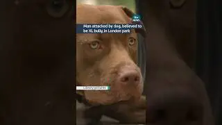 Police search for owner after dog attack in London #itvnews #news #walworth #xlbully