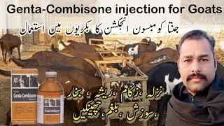Genta-Combisone Injection For Goats | Genta-Combisone Injection Uses For Many Diseases In Goat