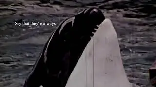 Hugo tries to fly away