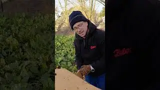 Bieten rooijen