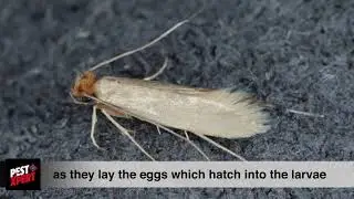 See how PestXpert Total Moth Control protects your clothes from clothes moths.