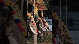 രോഹിണിവിളക്ക് പഞ്ചാരിമേളം ഗംഭീരം തിരുനെട്ടൂർ മഹാദേവക്ഷേത്രത്തിലെ ചെറിയ വിളക്ക് | Temple festival