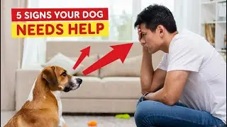5 Signs Your Dog Is Secretly Crying For Help!