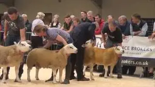 Solway and Tyne Texel Club - September 3rd 2015