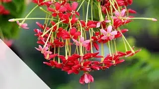 E0007 Combretum indicum pt 1  الياسمين الاحمر الهندي المتسلق