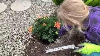 How to plant Hibiscus plants