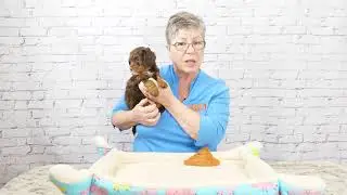 Learn About 6 Week Old Mini Labradoodle Puppies Video