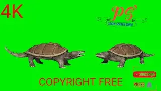 कछुआ ! kachhua, Turtle Green Screen Video, Animal Green Screen, @PSGreenScreenVideo