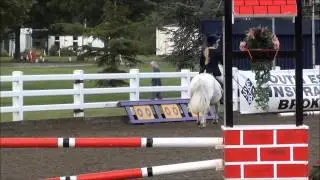 Rosie the shetland: trailblazers showjumping