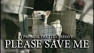 SAVED - Help us save this Gorgeous Doggo! #saveadogslife #fostercare