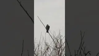 House crow ( KUNGURU ). Short video 4K-UHD Birds Photography | Wild Video | Wildlife Animals