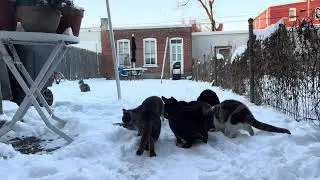 Snowy Evening Feeding Stray Cats | Calm Backyard Cat Video