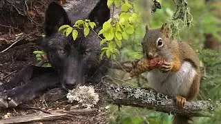 AU PAYS DU LOUP avec Gisèle Benoit, Épisode 21 – Dans le secret des bois