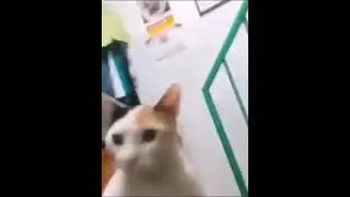 gato chad