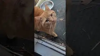 When even our cats 🐈 😻 thank God it's Friday