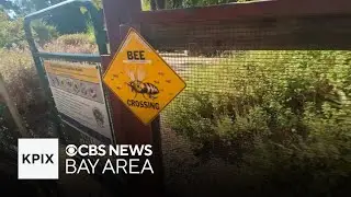 UC Davis professor describes how you can help the bee population