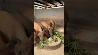 Feeding Wild Boars Like Kings! A Natural Diet on the Farm 👀