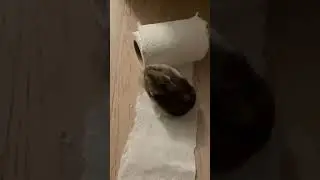 A very busy hamster collecting bedding for the nest! 🐹❤️🏡