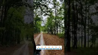 Kanha National Park | Beautiful Jungle View | KANHA