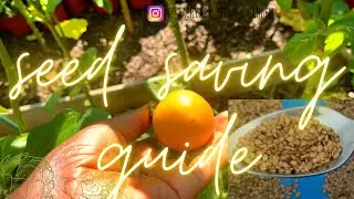 A Guide To Saving Anchia (Gboma) Seeds. Growing Anchia (Solanum macrocarpon) in the USA: seed saving
