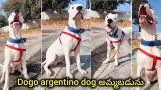 Top quality dogo argentino dog for sale in telugu +91 76766 85538 BGS pets 