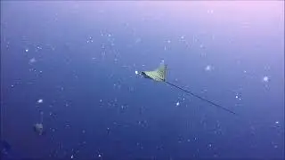 Palau dive videos 1-24