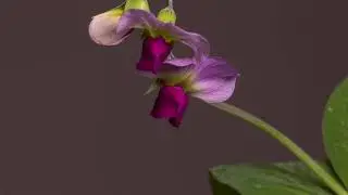 DELICATESCENCE  by GPANO  -Ambient music- Beautiful relaxing music- free vst plugins-