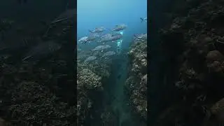 FREEDIVING | MABINI BATANGAS #freediving #diving #travel #underwater #batangas #awra #taylorswift