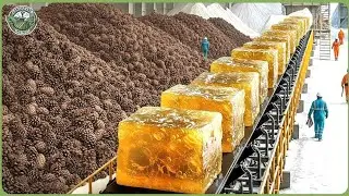 Inside a Massive Modern Pine Processing Factory &mdash; Resin, Pine Nuts & Tree Harvesting