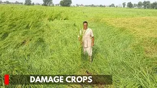 Arnia: Strong Wind, Rain Damage Crops, Farmers Seek Compensation