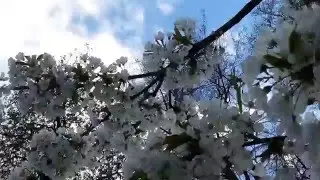 Singen Berlin! Sing Berlin! Cherry blossom in Berlin. Мир весной околдован вновь!