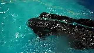 Velox: Pliant Energy Systems swimming robot
