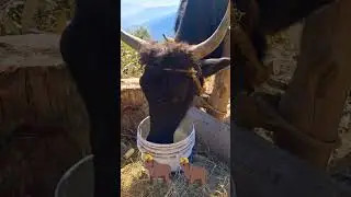 yak video🐂 #yaksound #yak #shorts #animals #share #like