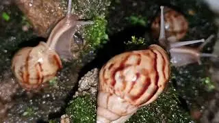 a colony of snails crawls over rocks looking for food at night.