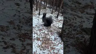 Winter Forest Live｜Feeding Wild Squirrels with Live Narration 🐿️🌲的副本