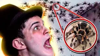 Do You Have Arachnophobia?