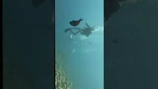 What you really sea under 20 m red sea #divingadventure #mysterious #dive #reels #shorts