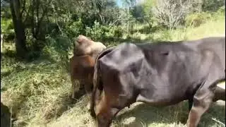 Mira que bonitas están y el semental ni se diga chulo @