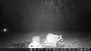 Aww, this wildlife camera showing a cute little raccoon looking wet. Trying to get food trailcam