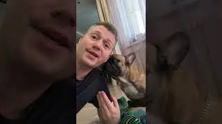 Жертва бабушкиной любви или ушастый модник? #французскийбульдог #одеждадлясобак #собакиприколы