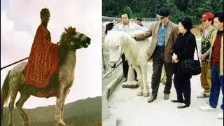 Số phận thê thảm ít người biết của chú ngựa Bạch Long Mã hậu Tây Du Ký 1986