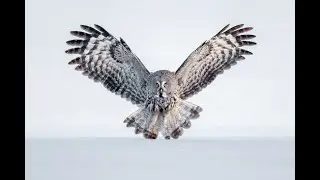 Finnish Winter Wildlife