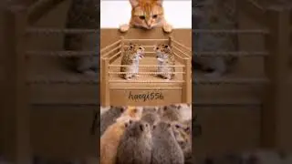 Live stream of a hamster battle.