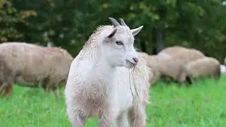 Animals in the village ...Жизнь в деревне!!!