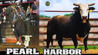 PEARL HARBOR: O TOURO DA PBR QUE SE TORNOU LENDA NO RODEIO MUNDIAL